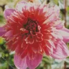 Anemone Dahlias Flower Diamond Painting