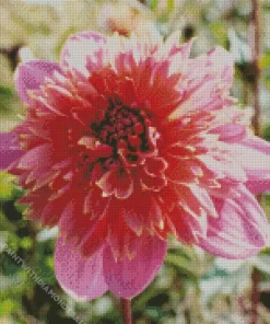 Anemone Dahlias Flower Diamond Painting