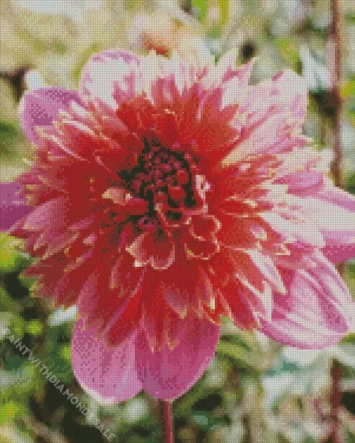 Anemone Dahlias Flower Diamond Painting