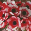 Anemone Jerusalem Red White Diamond Painting