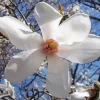 Anise Magnolia Diamond Painting