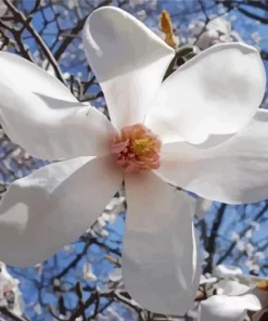 Anise Magnolia Diamond Painting