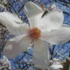 Anise Magnolia Diamond Painting