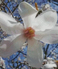 Anise Magnolia Diamond Painting