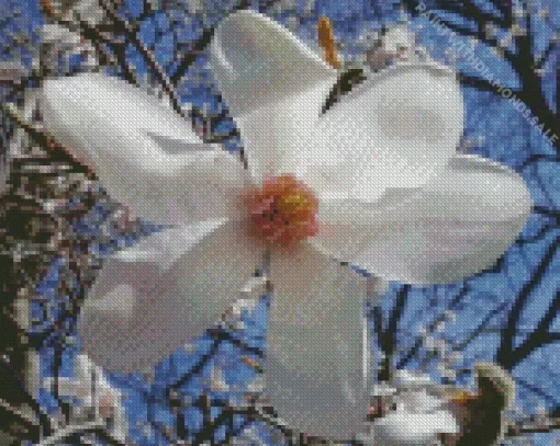 Anise Magnolia Diamond Painting