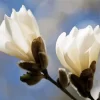 Anise Magnolia Blossom Diamond Painting