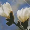 Anise Magnolia Blossom Diamond Painting