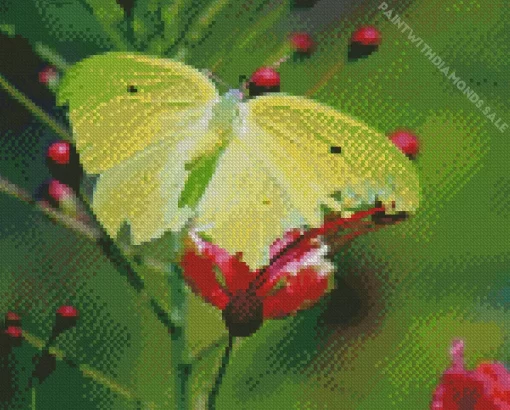 Anteos Butterfly Diamond Painting