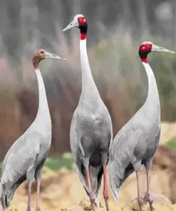 Antigone Genus Crane Bird Diamond Painting