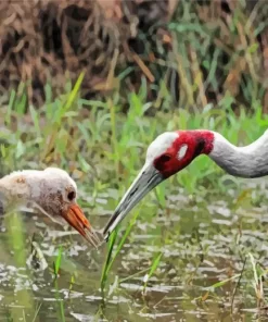 Antigone Genus Crane Pair Diamond Painting