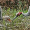 Antigone Genus Crane Pair Diamond Painting