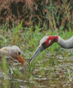 Antigone Genus Crane Pair Diamond Painting