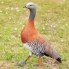 Ashy Headed Geese Diamond Painting