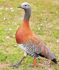 Ashy Headed Geese Diamond Painting