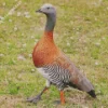 Ashy Headed Geese Diamond Painting