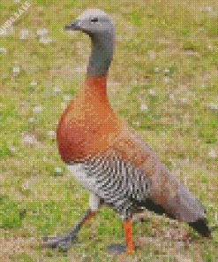 Ashy Headed Geese Diamond Painting