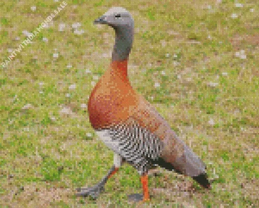 Ashy Headed Geese Diamond Painting