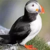 Atlantic Puffin Diamond Painting