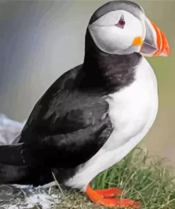 Atlantic Puffin Diamond Painting