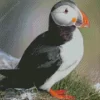 Atlantic Puffin Diamond Painting