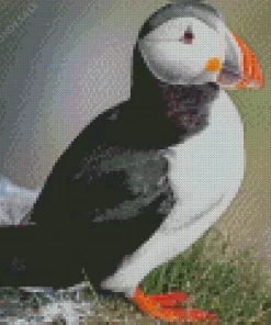 Atlantic Puffin Diamond Painting