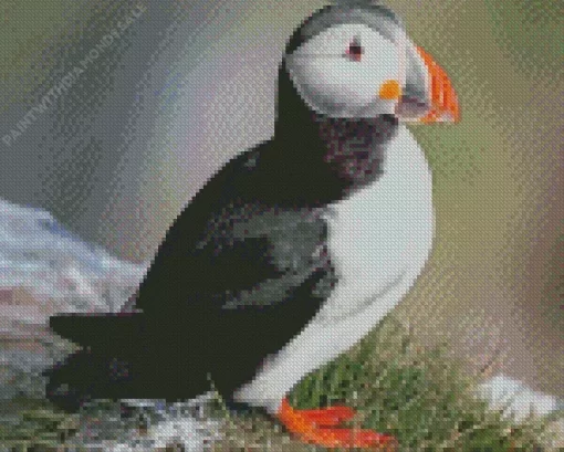 Atlantic Puffin Diamond Painting