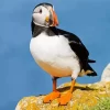 Atlantic Puffin Bird Diamond Painting