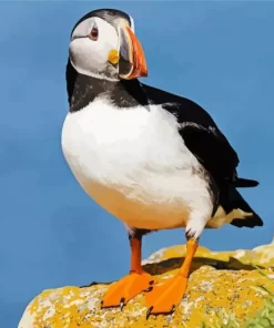 Atlantic Puffin Bird Diamond Painting