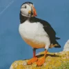 Atlantic Puffin Bird Diamond Painting