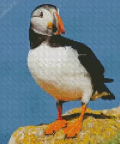 Atlantic Puffin Bird Diamond Painting