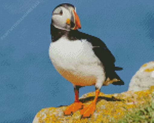 Atlantic Puffin Bird Diamond Painting