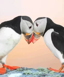 Atlantic Puffin Pair Diamond Painting