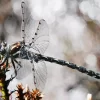 Austropetaliidae Dragonfly Diamond Painting