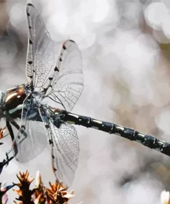 Austropetaliidae Dragonfly Diamond Painting