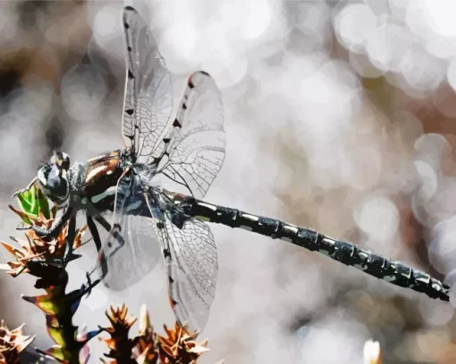 Austropetaliidae Dragonfly Diamond Painting