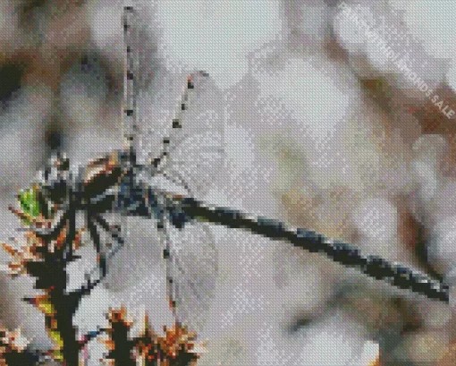 Austropetaliidae Dragonfly Diamond Painting