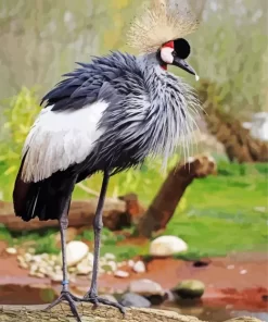 Balearica Genus Bird Diamond Painting