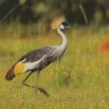 Balearica Genus Crane Diamond Painting