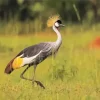 Balearica Genus Crane Diamond Painting