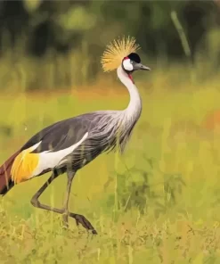 Balearica Genus Crane Diamond Painting