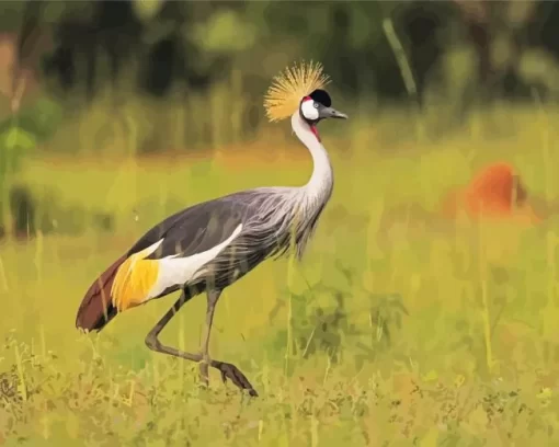 Balearica Genus Crane Diamond Painting