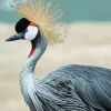 Balearica Genus Crane Bird Diamond Painting