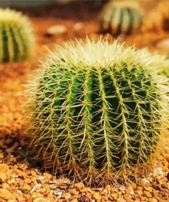 Barrel Cactus Diamond Painting