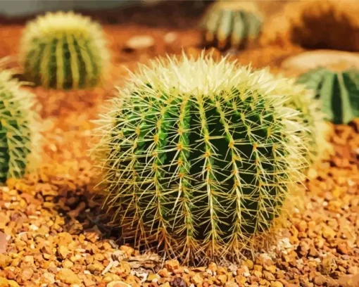 Barrel Cactus Diamond Painting