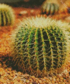 Barrel Cactus Diamond Painting