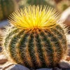 Barrel Cactus Plant Diamond Painting