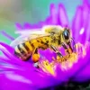 Bee On A Purple Flower Diamond Painting