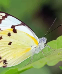 Belenois Butterfly Diamond Painting