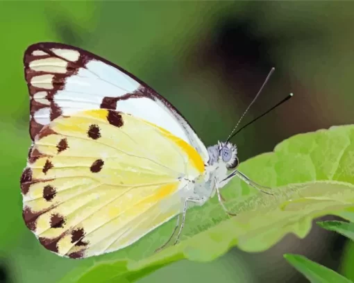 Belenois Butterfly Diamond Painting