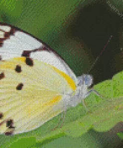 Belenois Butterfly Diamond Painting